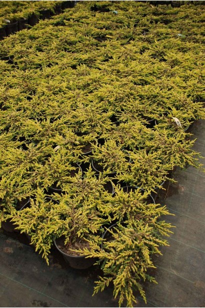 Ялівець звичайний Голдшатц - 3л/вис.5-10см/Ø15-20см